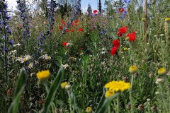 Mohn, Natternkopf, Kamille, Nachtviole und Kornblume