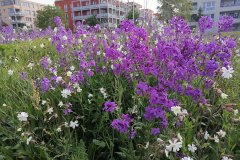 Nachtviole & Lichtnelke